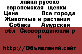 лайка русско-европейская (щенки) › Цена ­ 5 000 - Все города Животные и растения » Собаки   . Амурская обл.,Сковородинский р-н